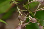 Brown widelip orchid <BR>Lily-leaf twayblade